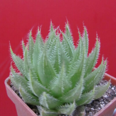 Haworthia  translucens    *Croom River*