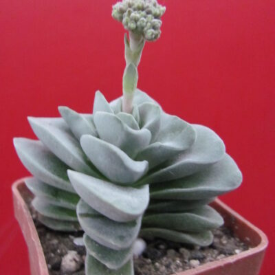 Crassula coralita
