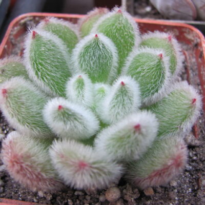 Echeveria  Doris Taylor