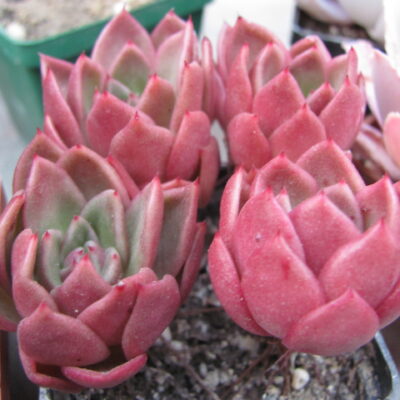 Echeveria Gilva