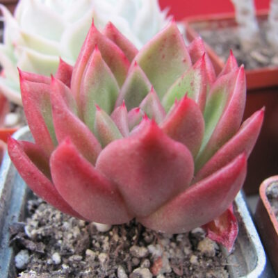 Echeveria Gilva