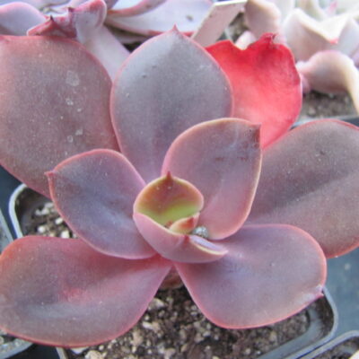 Echeveria  Bimbo