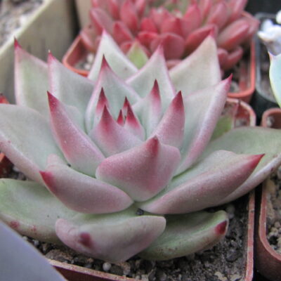 Echeveria Romeo