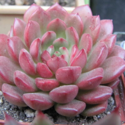Echeveria   Baschful