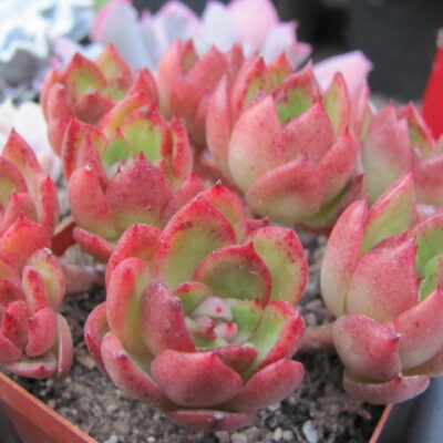 Echeveria  Gilva
