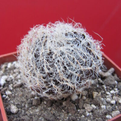 Haworthia aranea