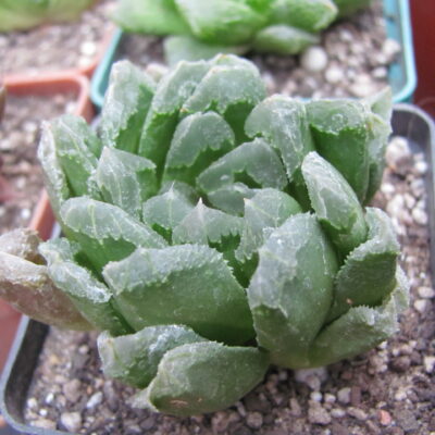 Haworthia   maughanii  hybr.