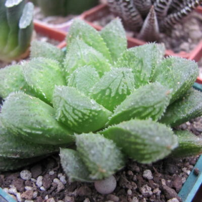 Haworthia *El Pollito*