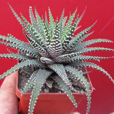Haworthia  attenuata  *Concolor*