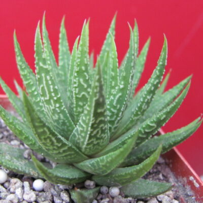 Haworthia limifolia hybr. Japan