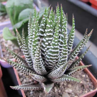 Haworthia   attenuata   *Alba*
