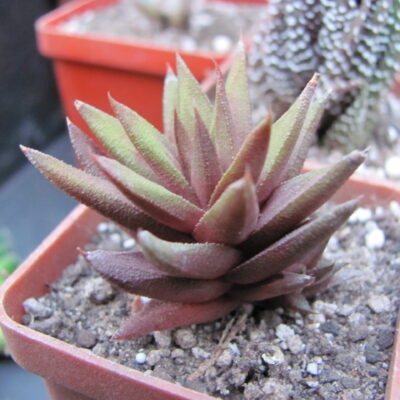 Haworthia tortuosa *Curta*
