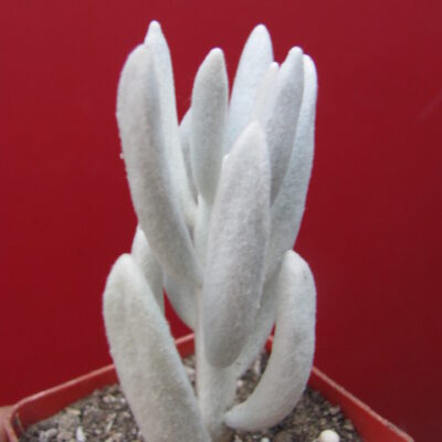 Senecio  haworthioides   F2