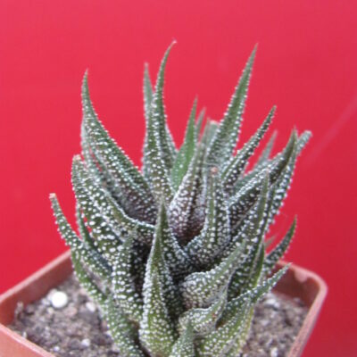 Haworthia   attenuata   forma