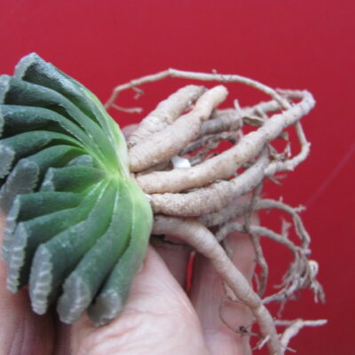 Haworthia  truncata