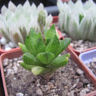 Haworthia reticulata Dublin