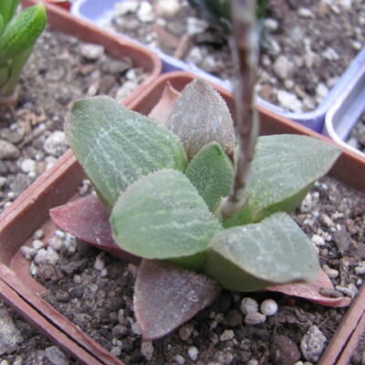 Haworthia  pygmaea  Red