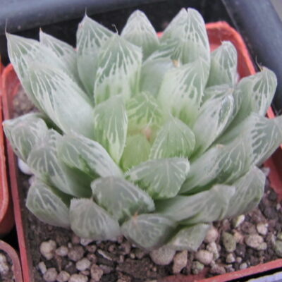 Haworthia   cooperi variegata