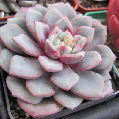 Echeveria  *Jelly Jem*  Red