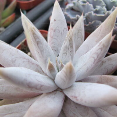 Echeveria tolimanensis