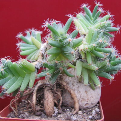 Trichodiadema densum