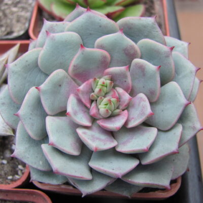 Echeveria *Panda Face*