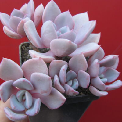 Echeveria Debbie