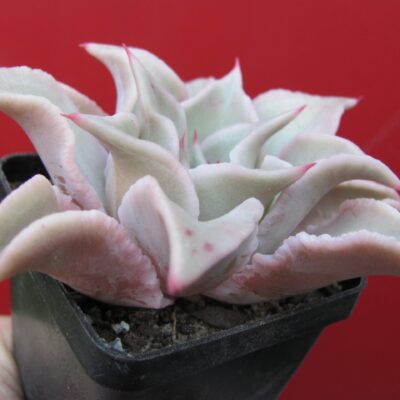 Echeveria Madiba