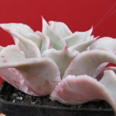 img_9198-scaled-1
