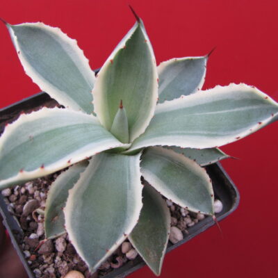Agava *Kissho Kan* variegata
