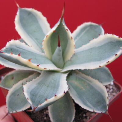 Agava *Kissho Kan* variegata