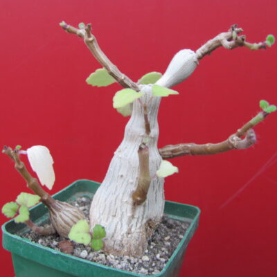 Plectranthus ernstii
