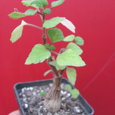 Plectranthus ernstii