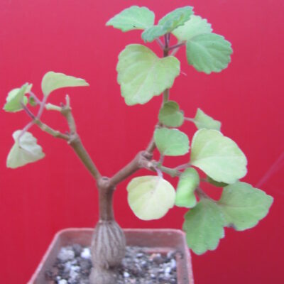 Plectranthus ernstii