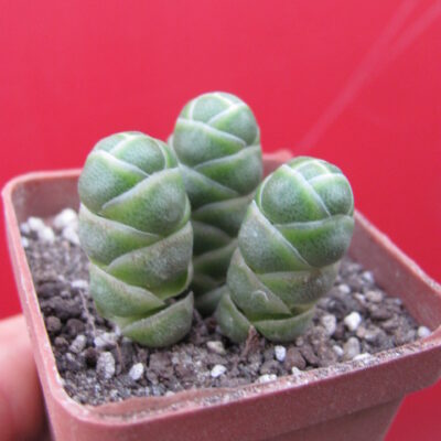 Crassula barklyi