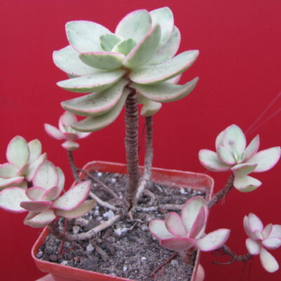 Crassula   swaziensis  variegata