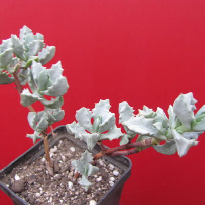 Oscularia deltoides