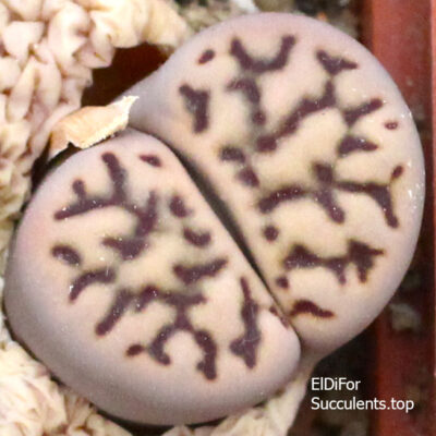 насіння lithops bromfildii C283 seeds