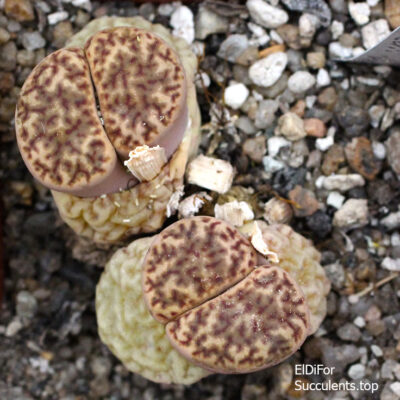 насіння lithops bromfildii yellow seeds