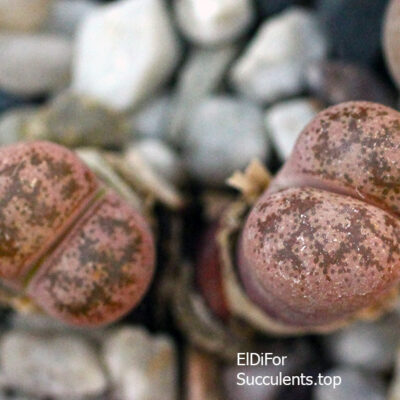 насіння lithops coleorum seeds