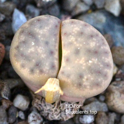 насіння lithops dinteri friedrichii seeds