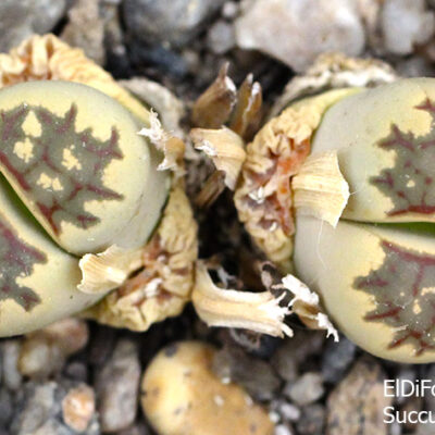 насіння lithops dorothea C300 seeds