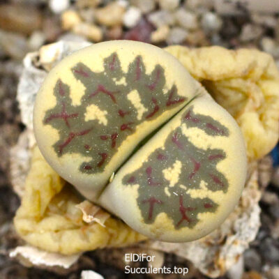 насіння lithops dorothea TK seeds