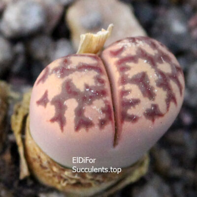 насіння lithops dorothea Zorro seeds
