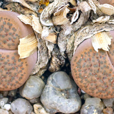насіння  lithops fulviceps C220 seeds