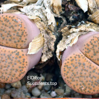 насіння lithops fulviceps C266 seeds