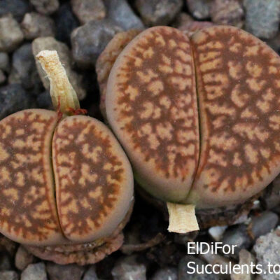 насіння lithops gesinae C78 seeds