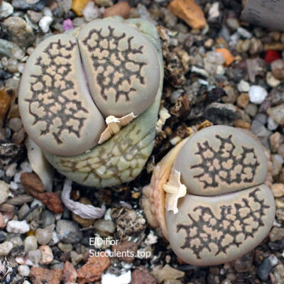 насіння lithops halli Monaco seeds