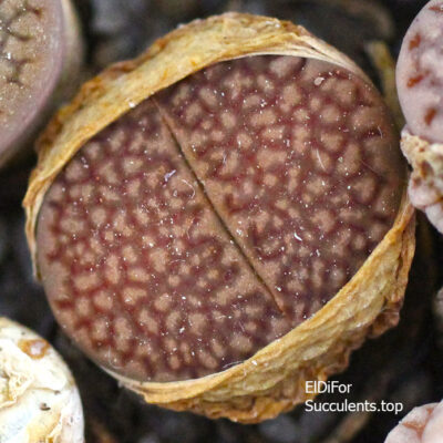 насіння lithops hallii brown seeds