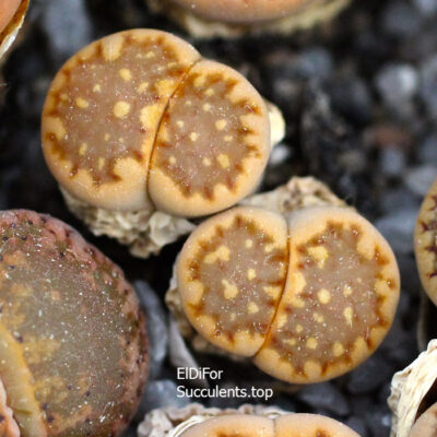 насіння lithops hallii C111 seeds